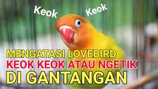 Cara Mengatasi Lovebird Keok Keok Atau Ngetik Di Gantangan
