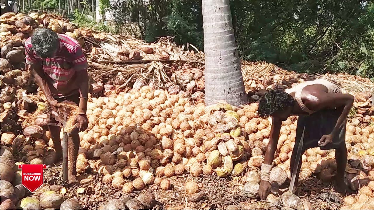 Village Style Manual Coconut Peeling | NGM Online Bro