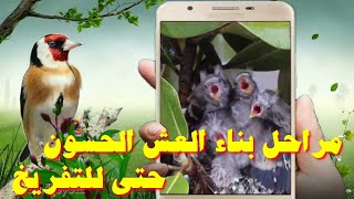 مراحل بناء العش الحسون حتى للتفريخ