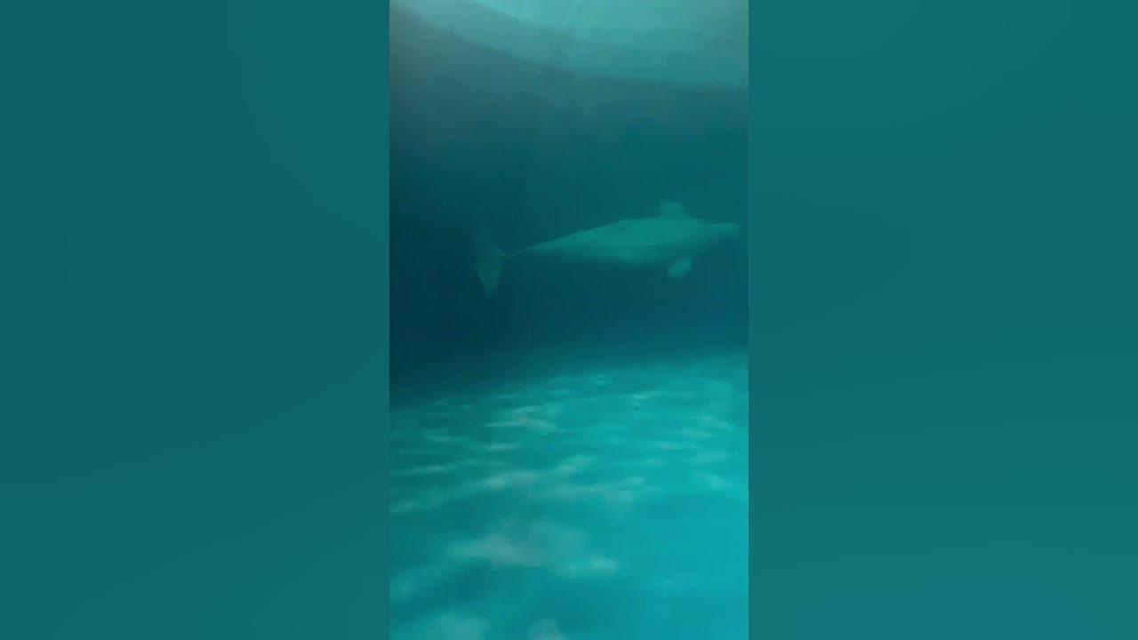 Really big beluga whale - YouTube