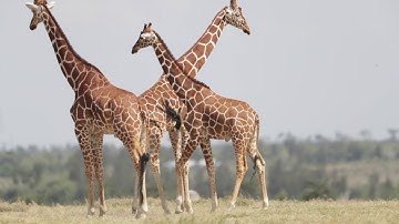 Giraffes at play: See One Teach One Do One