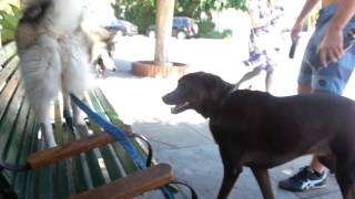 Husky bench at the Beachwood Cafe in Hollywood