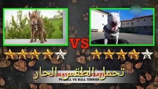 بيتبول ضد بول ترير أيهما أفضل؟ Pitbull VS Bull Terrier   Bull Terrier VS Pitbull