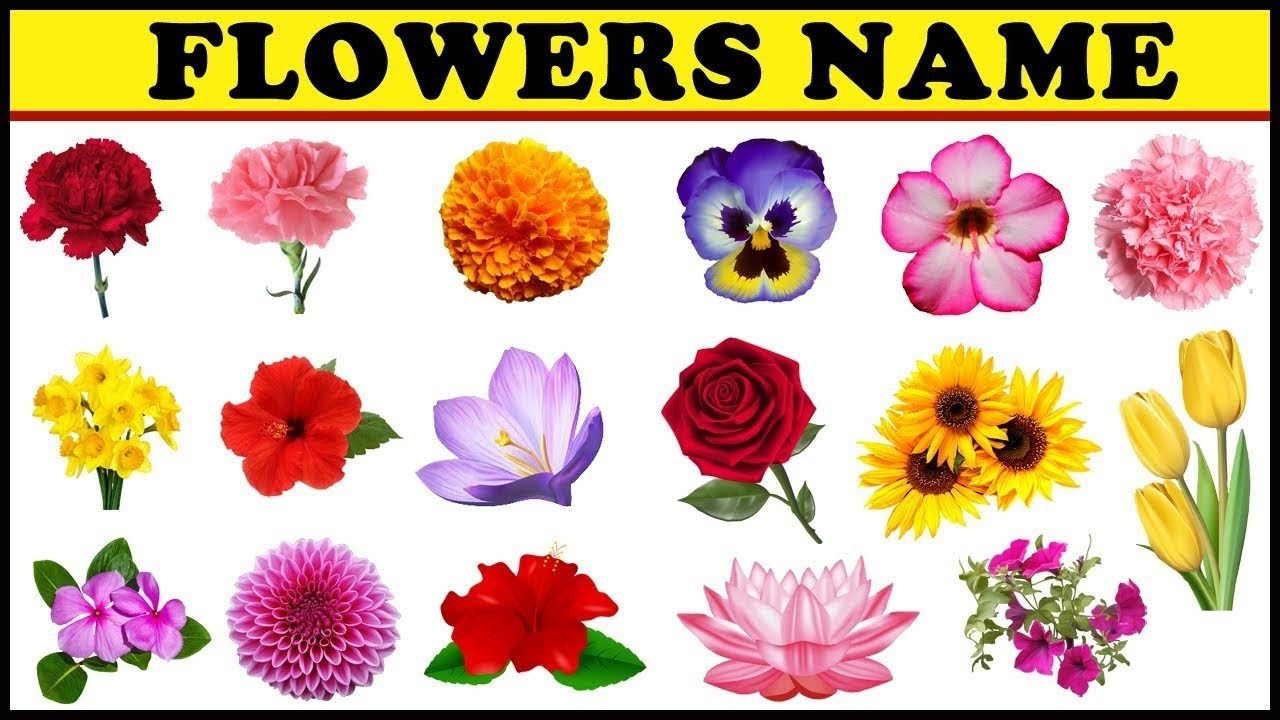 Learn beautiful Flowers Name in 🌷🌼English|| Flowers Name with pictures ...