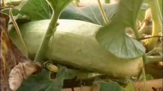 How to Grow Cucumbers