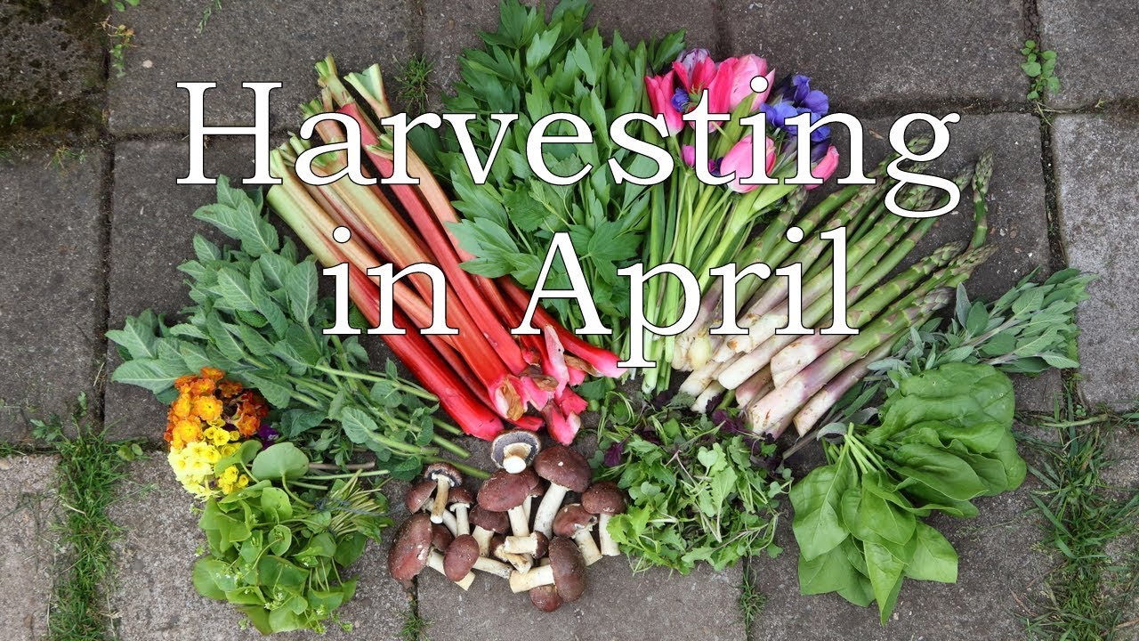 Harvesting in April