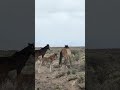 #120 #horse #wildlife #horse #wildhorses