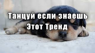 🐶Танцуй если знаешь этот тренд🐕ТРЕНДЫ 2024🐶