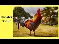 Rooster talk  ce que nous avons appris sur les coqs
