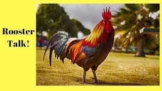 Rooster Talk  What We've Learned About Roosters