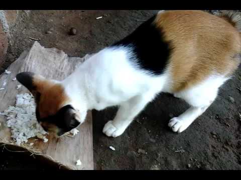 Kucing Makan Youtube Gambar