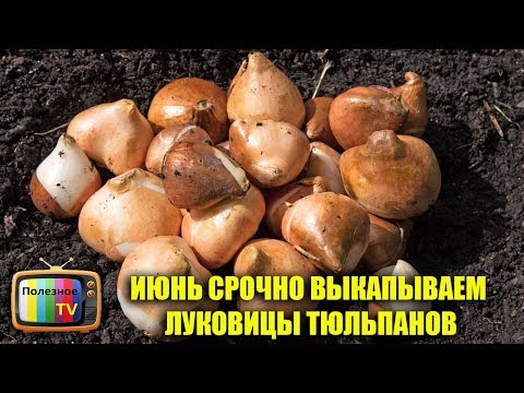 ИЮНЬ СРОЧНО ВЫКАПЫВАЕМ ЛУКОВИЦЫ ТЮЛЬПАНОВ