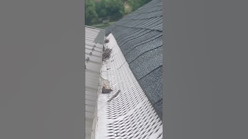 Amerimax gutter guard review!