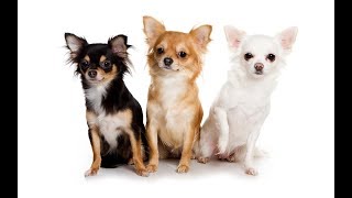 Chihuahua: All About This Dog Breed (Chiwawa) [VF]