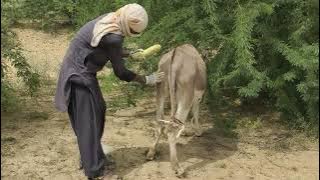 #ihavethisthingwithplants #helpmemakethismakesense #donkey #funnyanimals #funnycr#meeting 