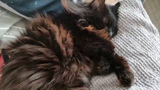 Cute fluffy black cat twitches in her sleep by Alex and Misha 916 views 1 year ago 10 seconds