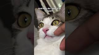 cat searching for meaning. #catvideos #cat #kitten