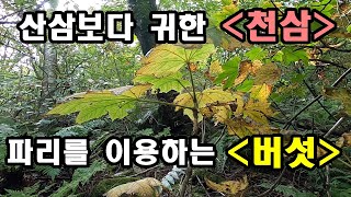 산삼보다 귀한 인삼나무 천삼, 파리를 이용해 번식하는 버섯이 있다 #천삼