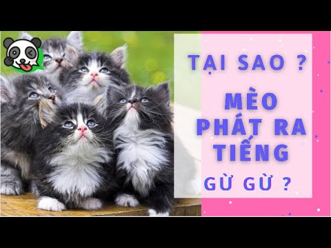 Video: Tại sao tôi không Mèo Purr?