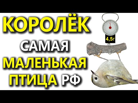 Видео: Что такое маленькая певчая птичка?