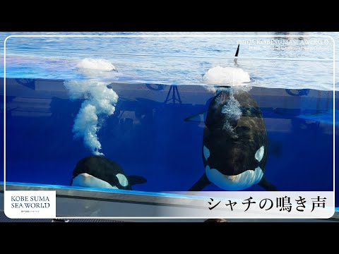 ◇シャチ◇ - YouTube