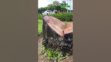 Hàng trăm cây cau vua ở thành phố Vinh bị chặt bỏ| #shorts