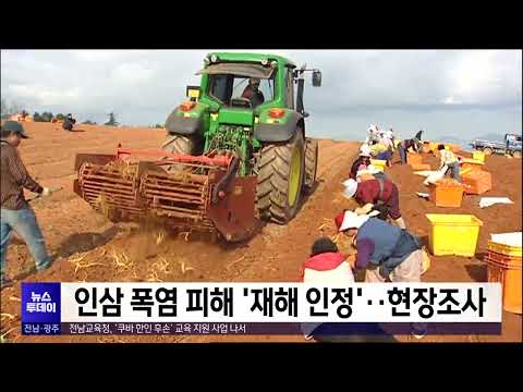 <strong>인삼</strong> 폭염 피해 &amp;#39;재해 인정&amp;#39;..현장조사[목포MBC 뉴스투데이]