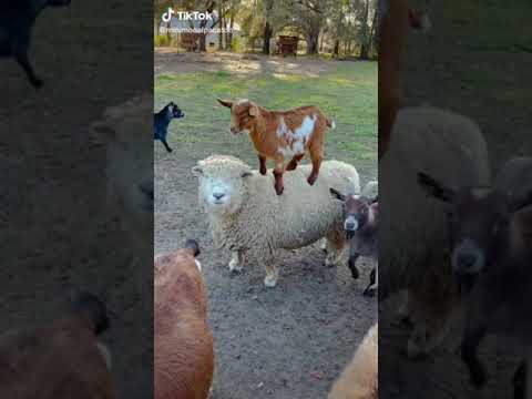 young goat riding