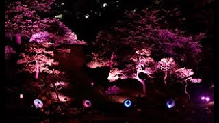 夜の庭園を桜色に