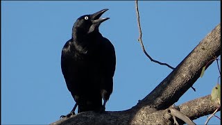 Australian Ravens gathering