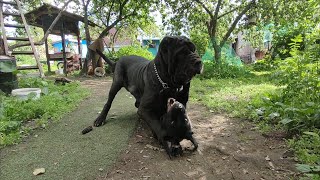 Вольная борьба у собак. Лабрадор и  мастино наполетано.🐾 Freestyle wrestling in dogs.