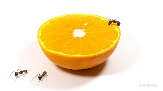 Ants Vs Half Orange Timelapse
