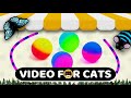 Cat games  catch the rolling ball mice strings butterflies chipmunks squirrels  cat  dog tv