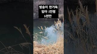 계곡따라 만나는 임야매매 가는길.. 밤나무 1만평 소득창출가능 조용한 시골길 진주시 #토지 #촌집매매 #귀촌주택