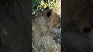 Lioness hiding under a bush after killing a zebra #reel #safari #reels #wildlife #lioness #okavango