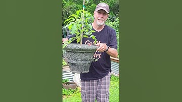 8 Crops Perfect for June Container Gardening