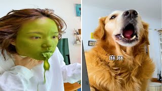 The dogs are cute and funny #11 - Funny and Cute Pets Compilation