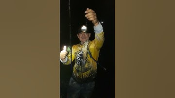 dính tôm càng xanh vip #câu cá cần giờ #fishing