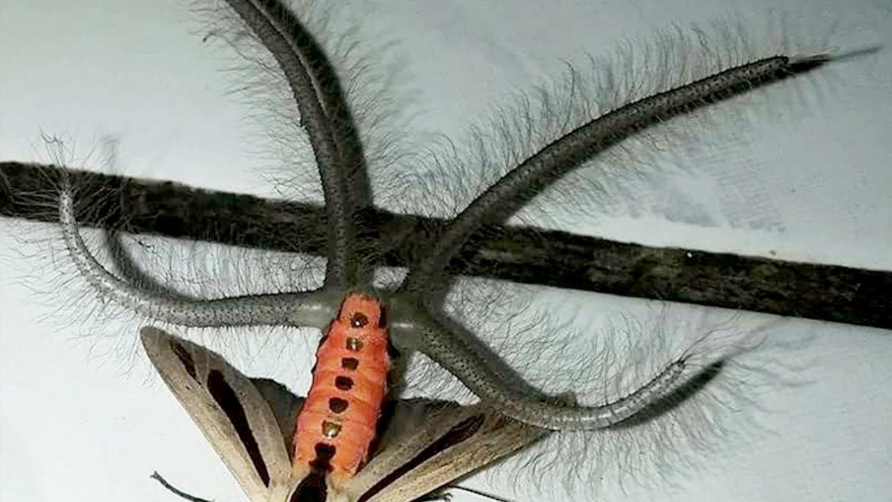10 Weird But Exotic Insects You Won t Believe Exist YouTube