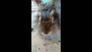 Стрижка пухового кролика Олафа