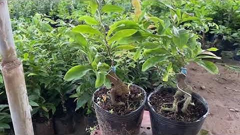 Cúc bi (tiên sinh),350k/cặp,bao ship,0397142252,10/8/2020