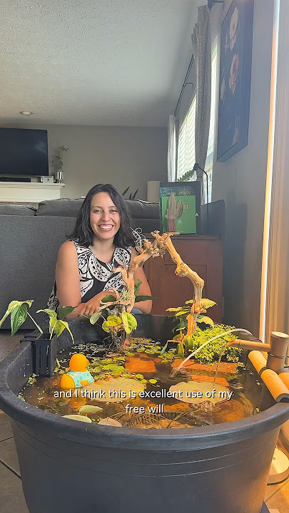 I created an indoor pond for my lotus seeds #indoorpond #plantpeople #aquaticplant