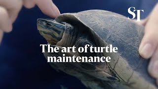 The art of turtle maintenance