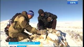 видео Фотоловушки «поймали» снежного барса