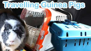 Travelling with Guinea Pigs