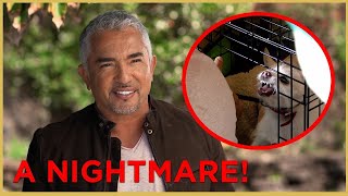 Has Cesar Met His Match With This Aggressive Dog? | Cesar911