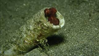 Puri Jati, Bali Diving , Plongée à Bali , Buceo Bali  Nurkowanie,