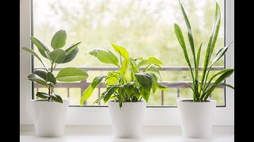 Tijdloos Coachen met Logosynthese® welkomstvideo