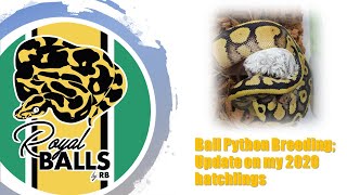 Breeding Ball Pythons; Update on all my 2020 clutches