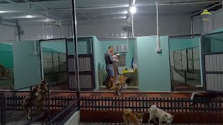 Giờ Ăn Của Các Chú Chó Con Ở Laputa Farm by Laputa Farm 743 views 1 year ago 5 minutes, 40 seconds